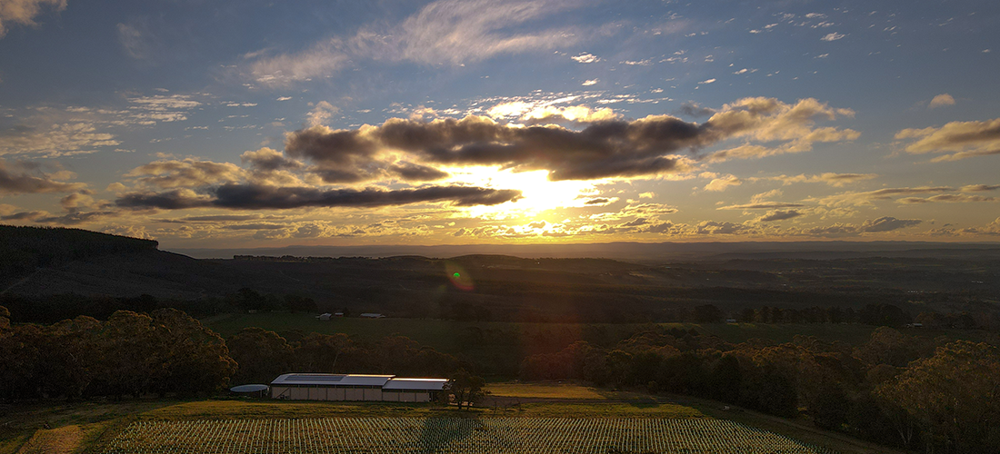 Rikard vineyard and grounds at sunrise